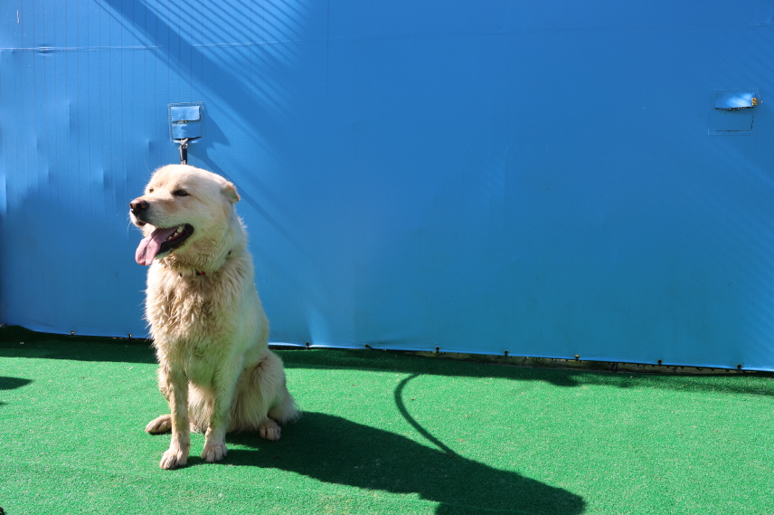 제주 동물보호센터_450650202401271